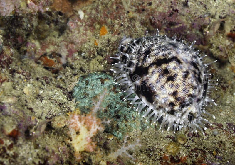 Tiger Cowrie (Cypraea tigris) stock image