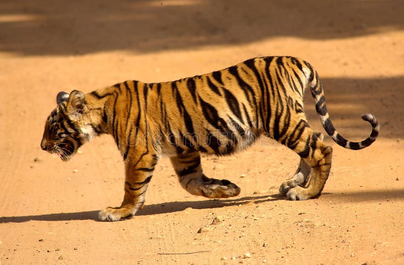 Tiger cub stock image