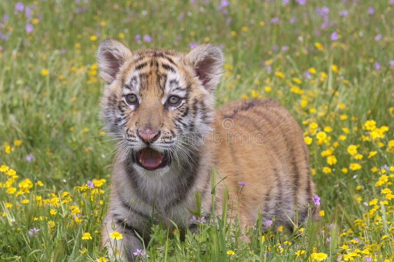 Tiger Cub