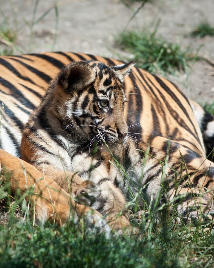 Tiger Cub