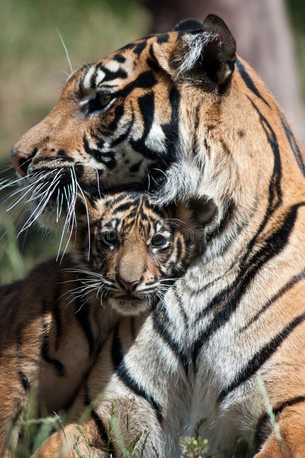 Tiger Cub