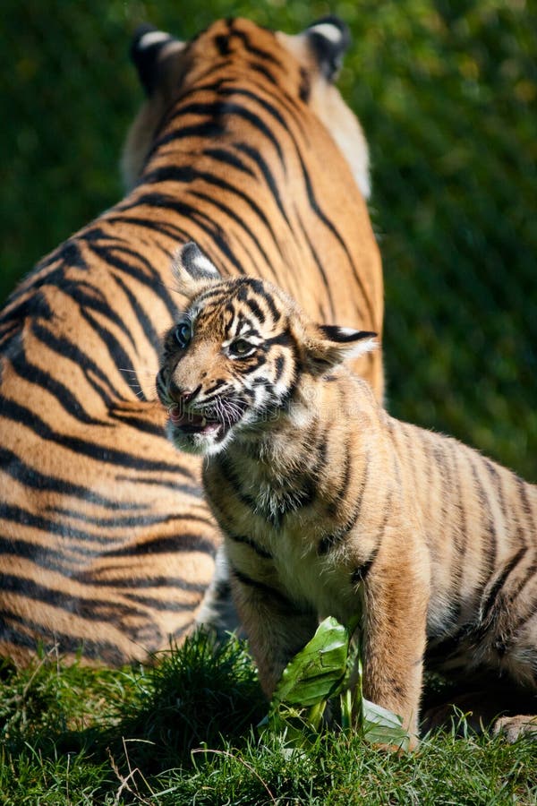 Tiger cub