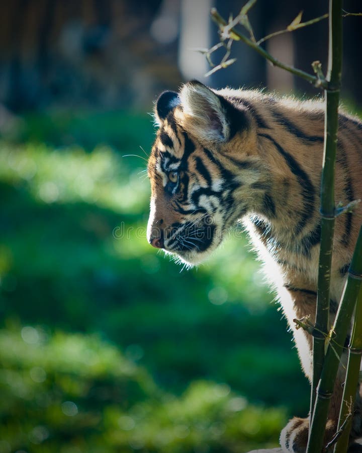 Tiger cub