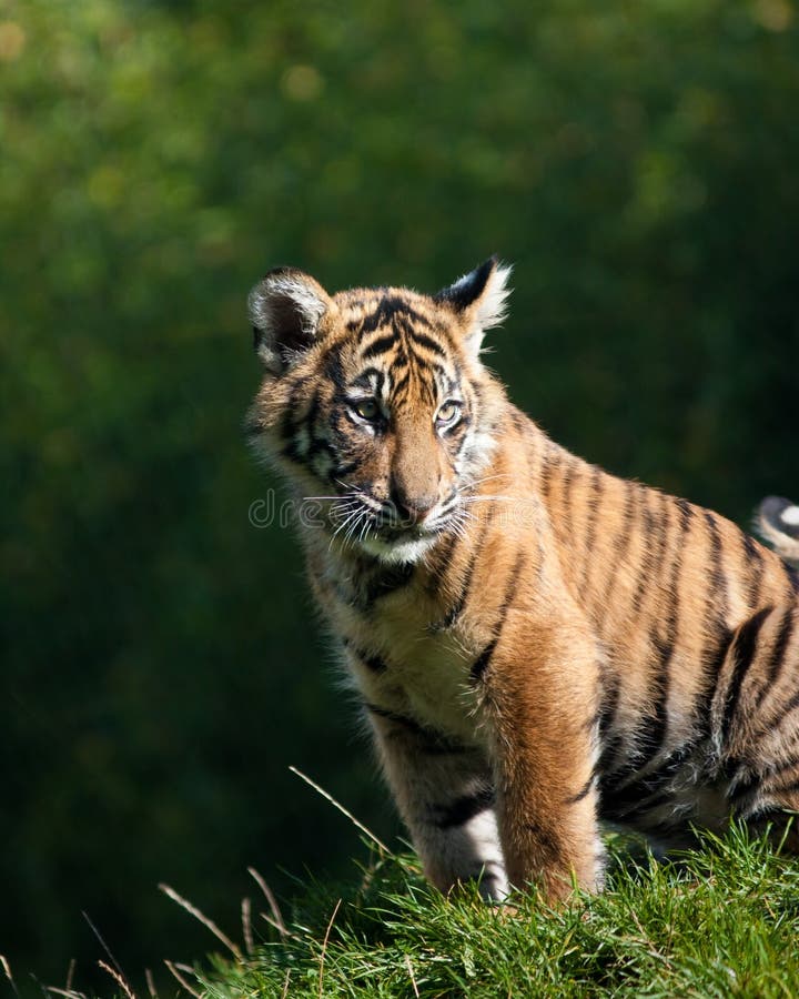 Tiger cub