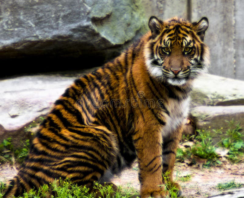 Tiger cub