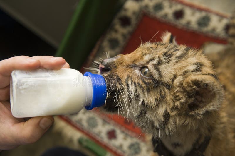 Tiger cub