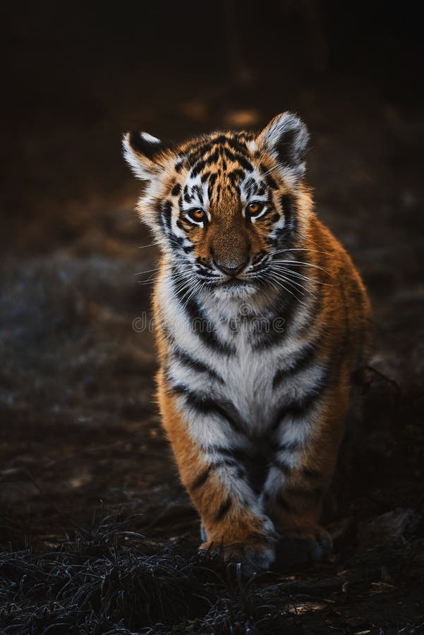 Baby Tiger Laying Down Looking Into The Distance Background, Amur Tiger Cub  With Side Eyes, Hd Photography Photo, Bengal Tiger Background Image And  Wallpaper for Free Download