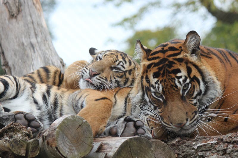 Tiger cub in ZSL, London Zoo