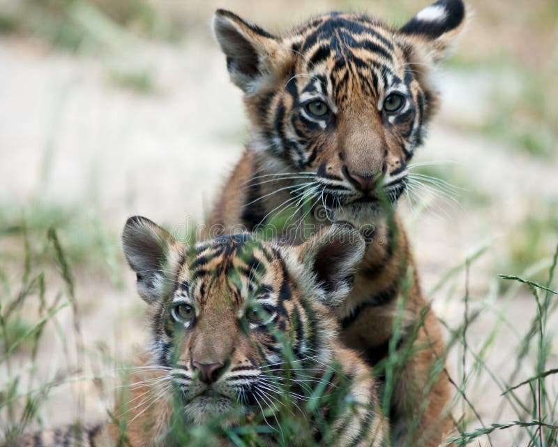 Tiger Cubs