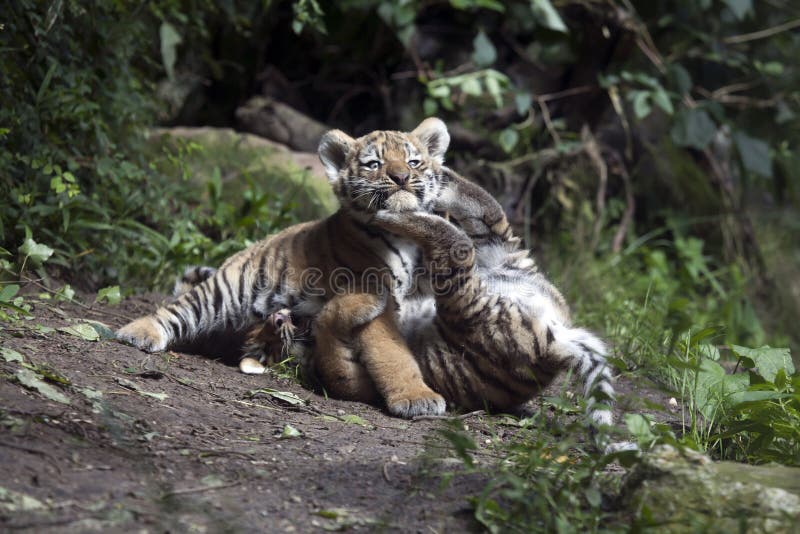 Tiger cubs royalty free stock image Tiger cubs royalty free stock image