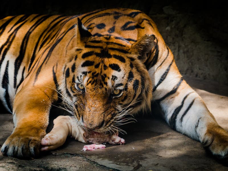 Tiger, Der Fleisch in Einem Zoo Isst Stockbild Bild von essen, sonnig