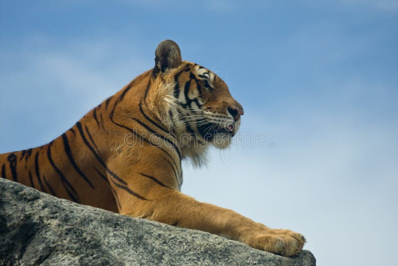 Tiger in der Insel des Wight-Zoos stockfoto Tiger in der Insel des Wight-Zoos stockfoto