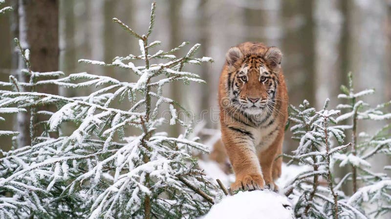 Tiger in der Wildnis Winternatur auf einem schneebedeckten Baumstamm. gefährliches Tier, das in Richtung Kamera geht. der Panthera