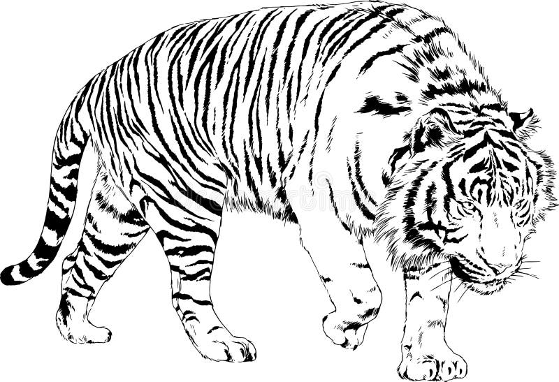 Tiger Drawn by Black Ink. Vector Illustration Stock Vector ...