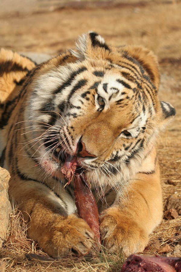 Tiger eating stock photo. Image of front, amur, safari 10772496