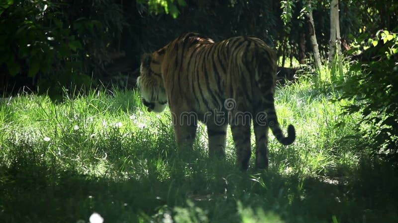 Tiger Eating Grass