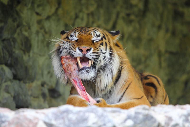 Tiger eating a meat bone stock image. Image of captive 31498739