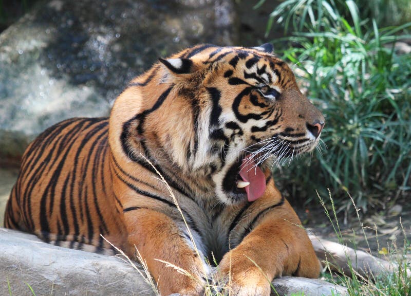 Tiger Face stock image. Image of intensity, female, look - 32366923