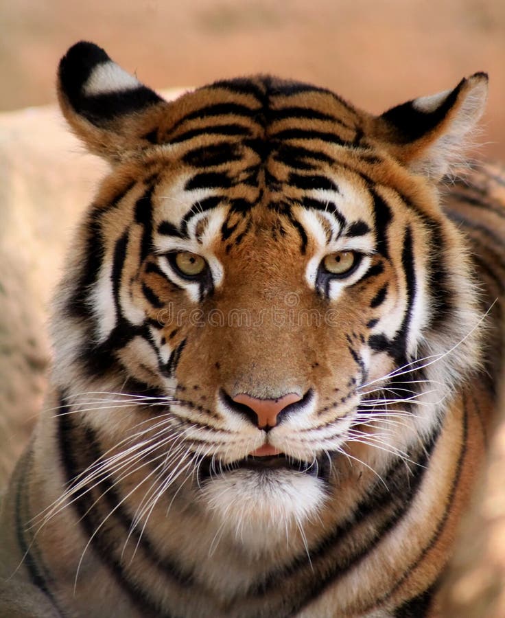 Tiger Face with Mouth Slightly Open