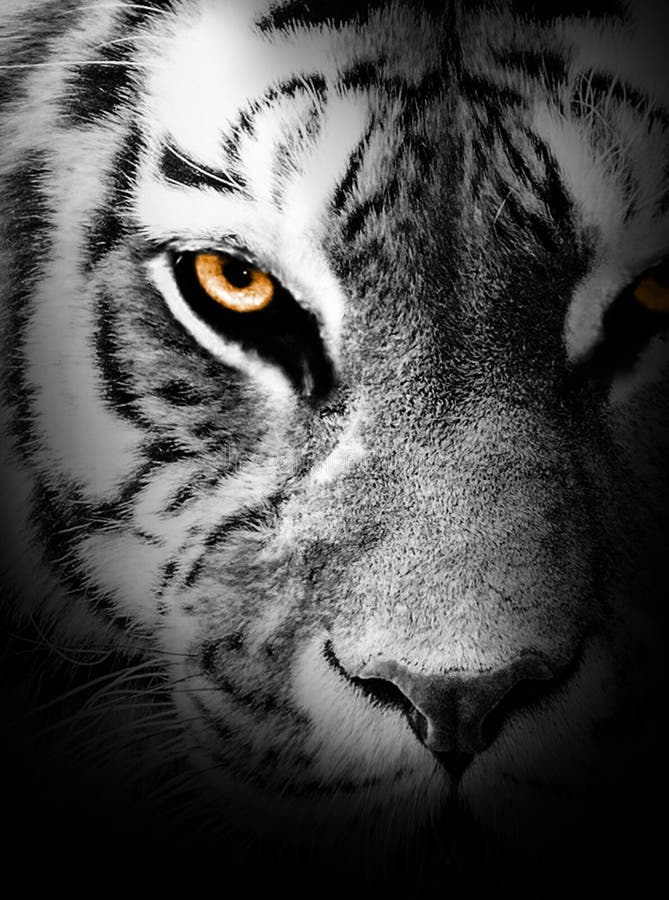Tiger Face Profile , Animal Abstract Stock Photo - Image of white,  wildlife: 217374568