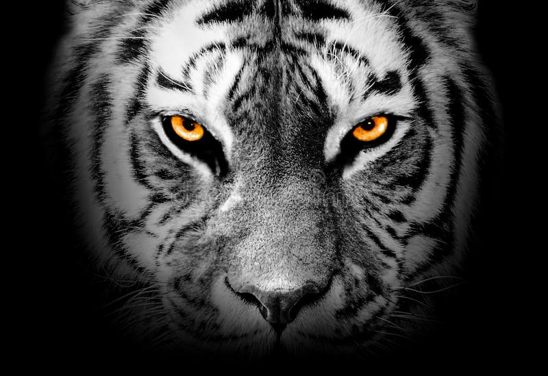 Tiger Face Profile , Animal Abstract Stock Photo - Image of head, stripes:  217374576