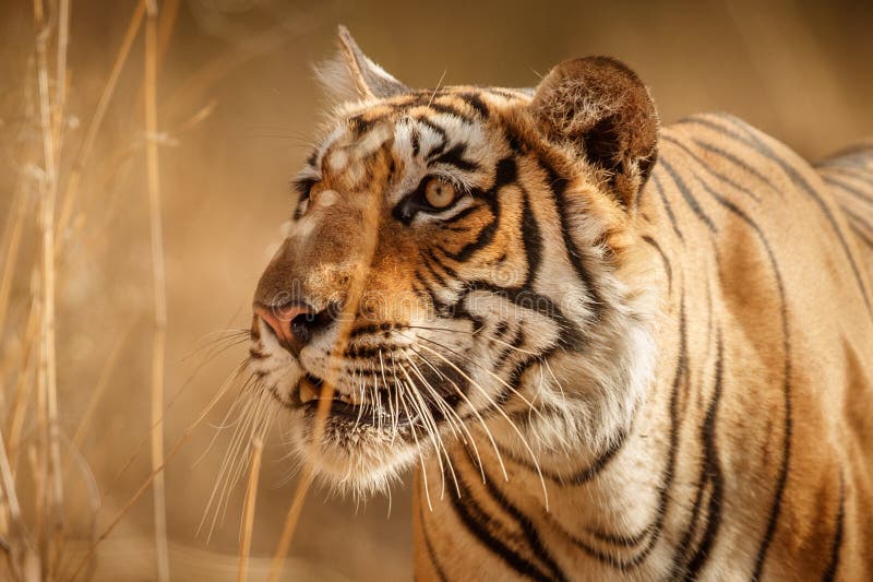 Tiger female in a beautiful light in the nature habitat of Ranthambhore National Park stock images Tiger female in a beautiful light in the nature habitat of Ranthambhore National Park stock images