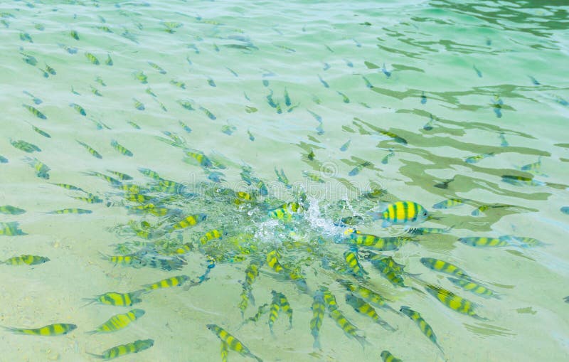 Tiger fish in tropical sea stock images Tiger fish in tropical sea stock images