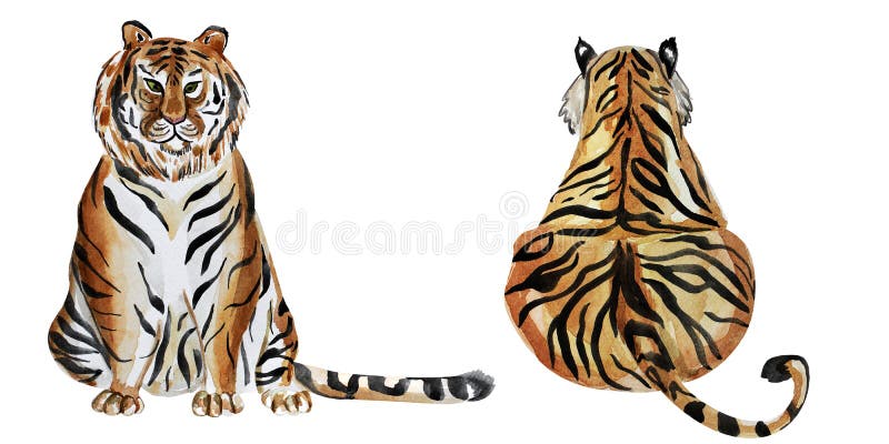 1 862 Tiger Back Photos Free Royalty Free Stock Photos From Dreamstime