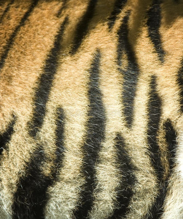 43,049 Tiger Fur Stock Photos Free & RoyaltyFree Stock Photos from