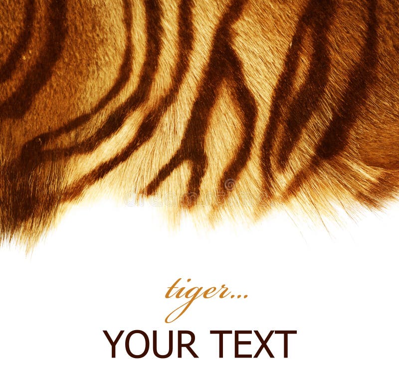 Tiger fur royalty free stock photo