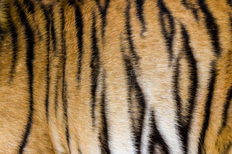 Tiger fur in a closeup stock photo. Image of striped 81069126