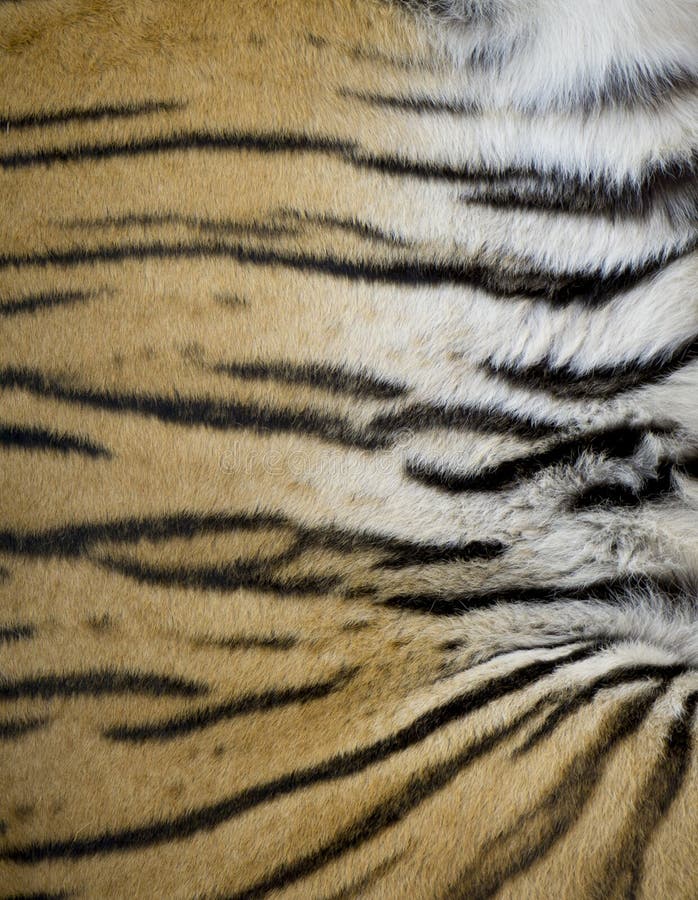 Tiger Fur Stock Photos - Download 22,914 Royalty Free Photos