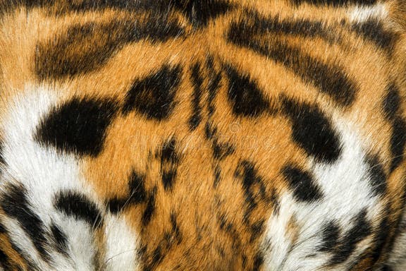 46,208 Tiger Fur Stock Photos - Free & Royalty-Free Stock Photos from ...