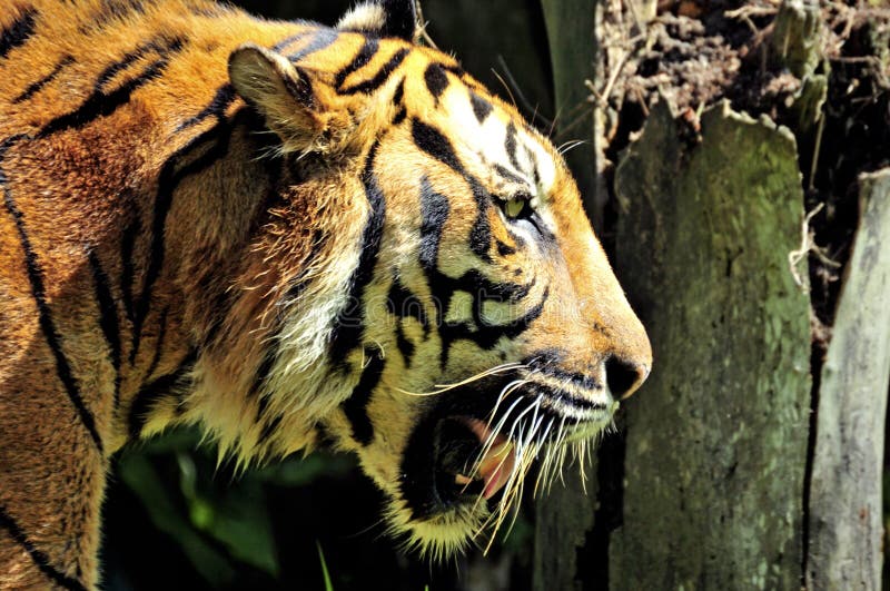Tiger för djungelsumatra simning