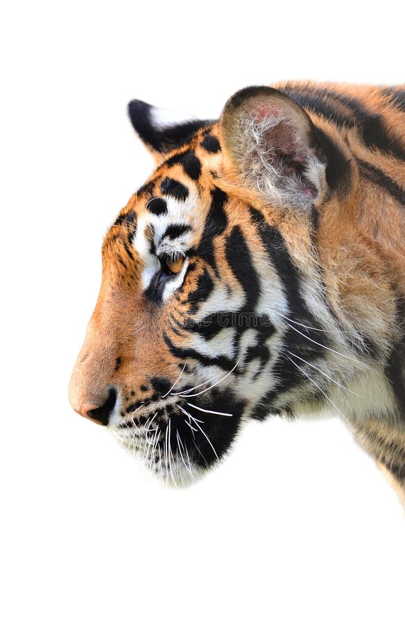 Tiger head isolated stock image. Image of endangered - 36019187