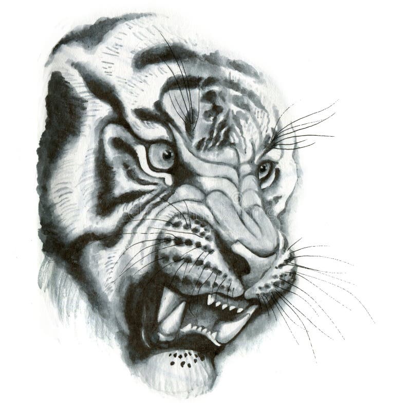 Tiger head portrait stock illustration. Illustration of isolated - 65716492