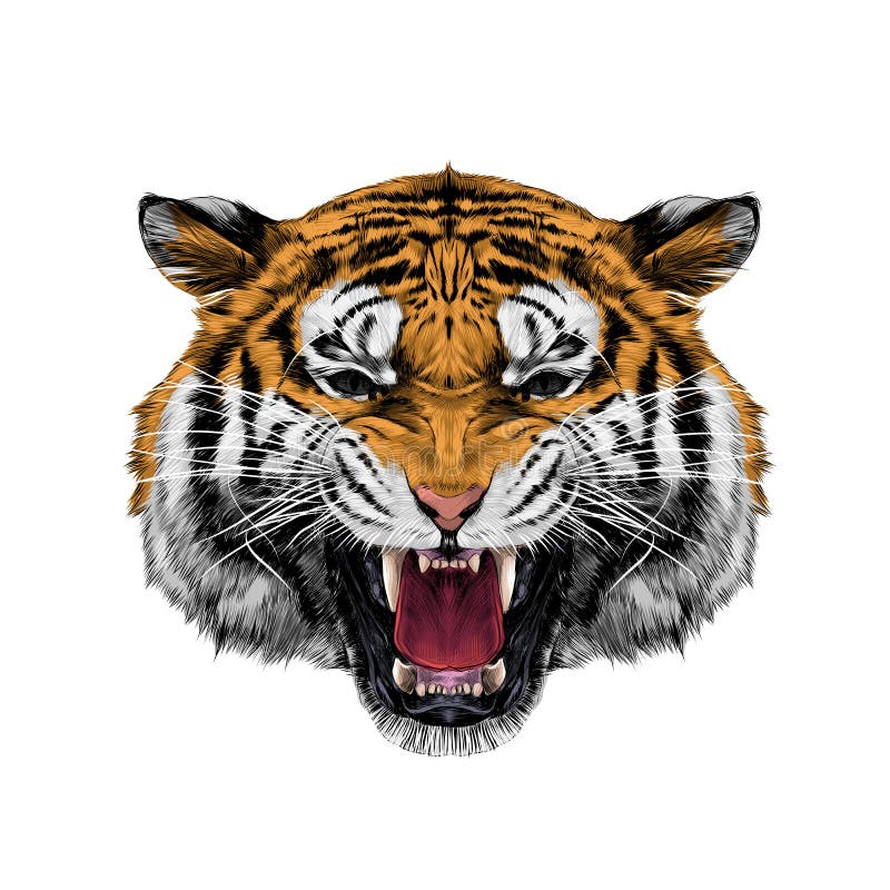Tiger head sketch vector royalty free illustration