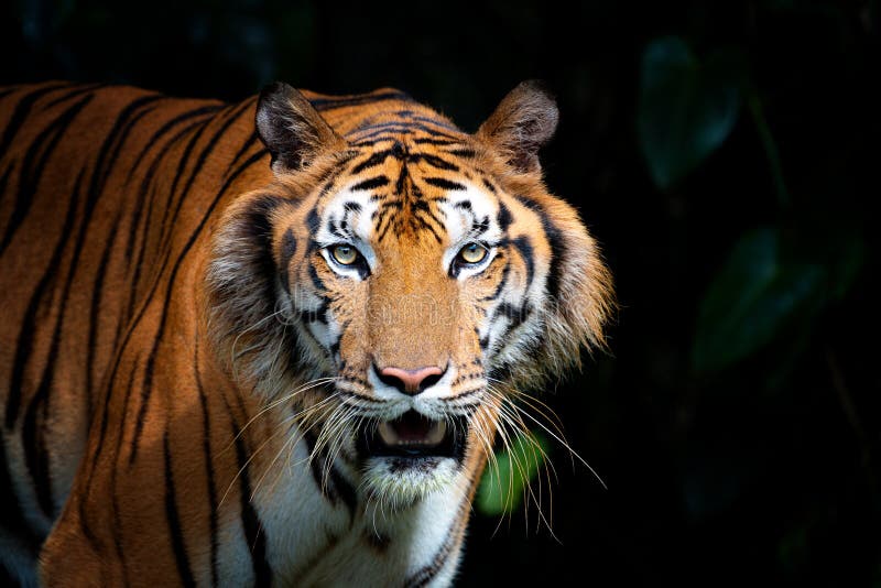 Tijgerkop royalty-vrije stock afbeelding