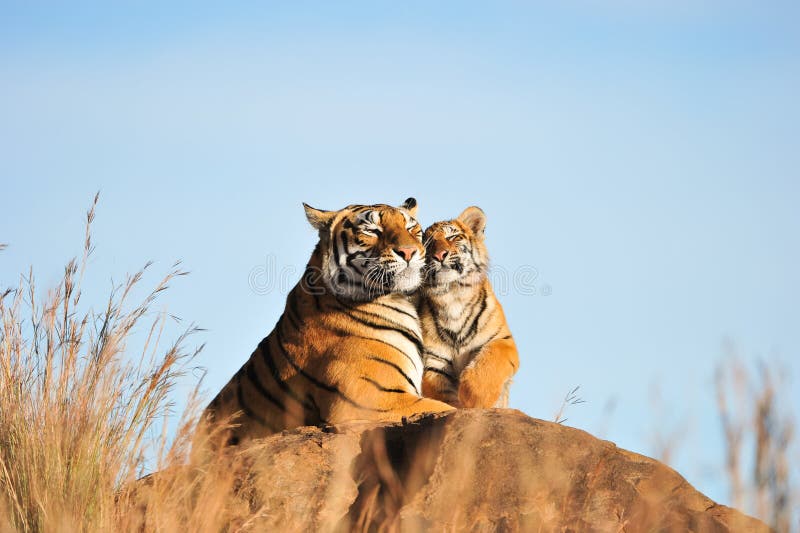 Tiger with her cub royalty free stock photography