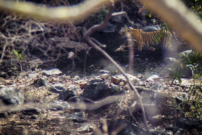 Tiger with his prey stock image
