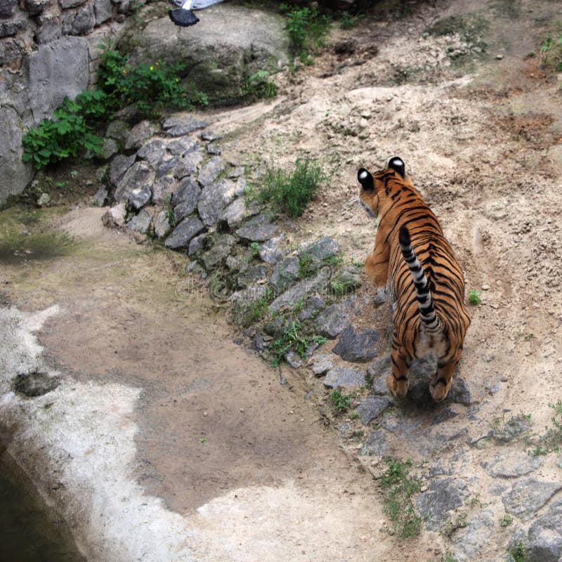 Tiger hunt stock image. Image of safari, creature, hunt 20859813