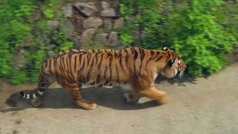 Tiger i zoo zoo för vinter för siberian tigertid gå Bästa sikt av den lösa tigern på gräs