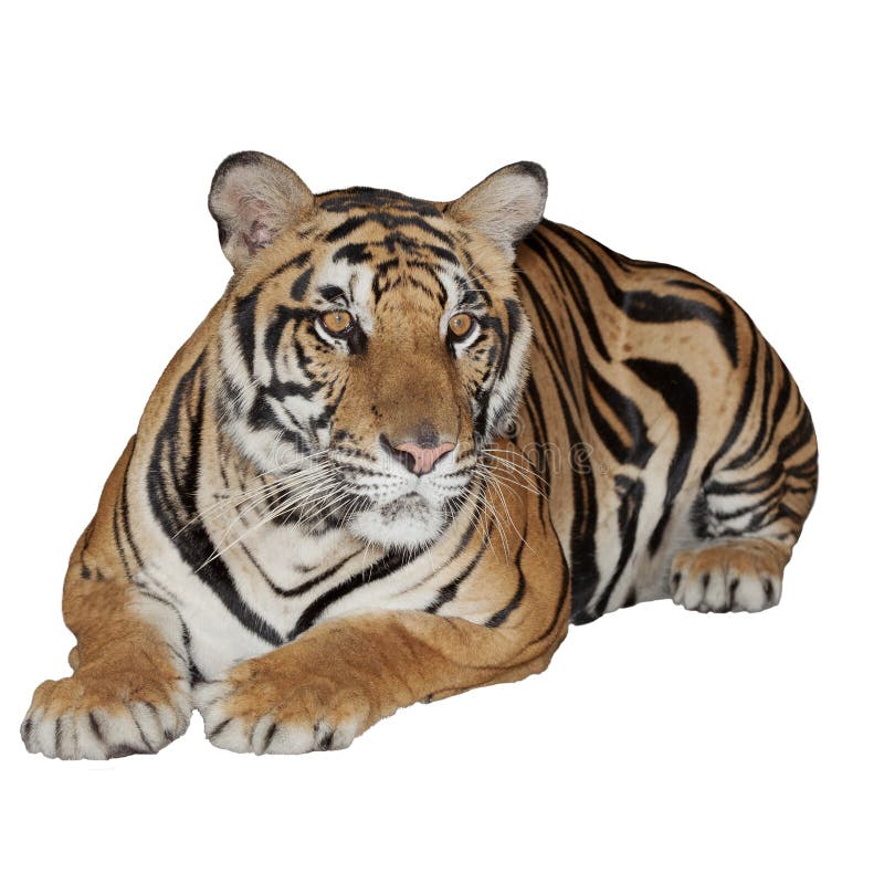 Tiger Isolated immagine stock libera da diritti Tiger Isolated immagine stock libera da diritti