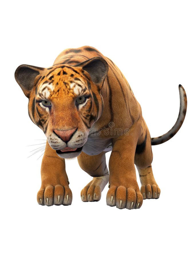 Foto de Tigre De Bengala Em Pé E Observando A Câmera Com Renderização 3d  Incluem Caminho Alfa e mais fotos de stock de Animal de estimação - iStock