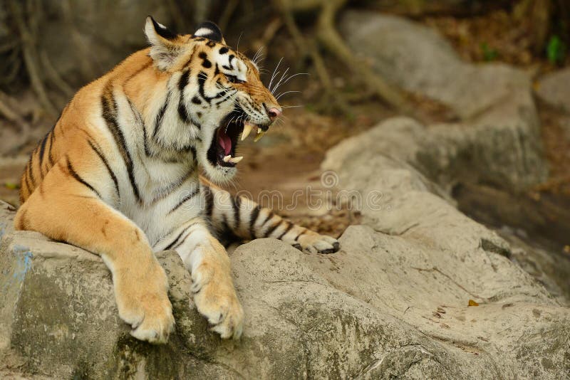 Khao Kheow Open Zoo - chonburi , thailand : Close up of a tiger's face with bare teeth