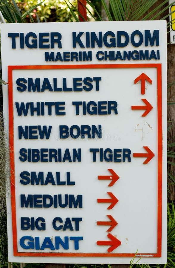 Tiger Kingdom es las atracciones turísticas muy populares, donde usted puede jugar con los tigres, Tailandia fotografía de archivo Tiger Kingdom es las atracciones turísticas muy populares, donde usted puede jugar con los tigres, Tailandia fotografía de archivo