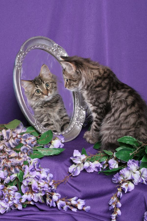 Tiger Kitten Looking Into Mirror Stock Photo - Image of sitting