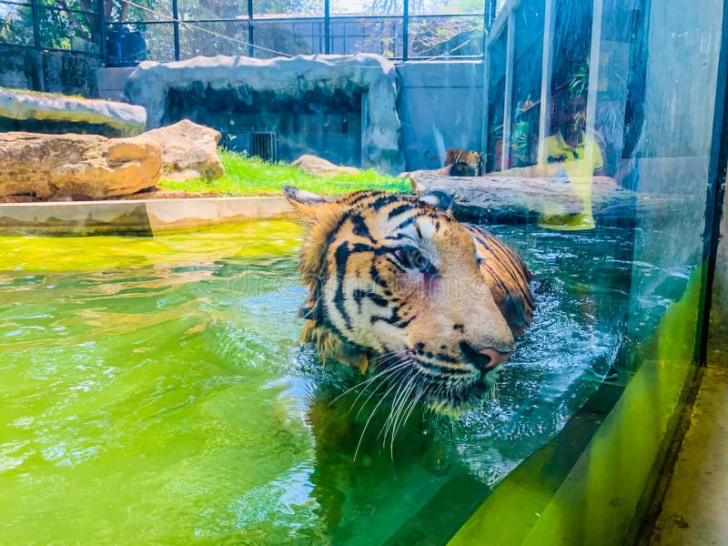 Tiger in the lake stock image. Image of endangered, close 214694117