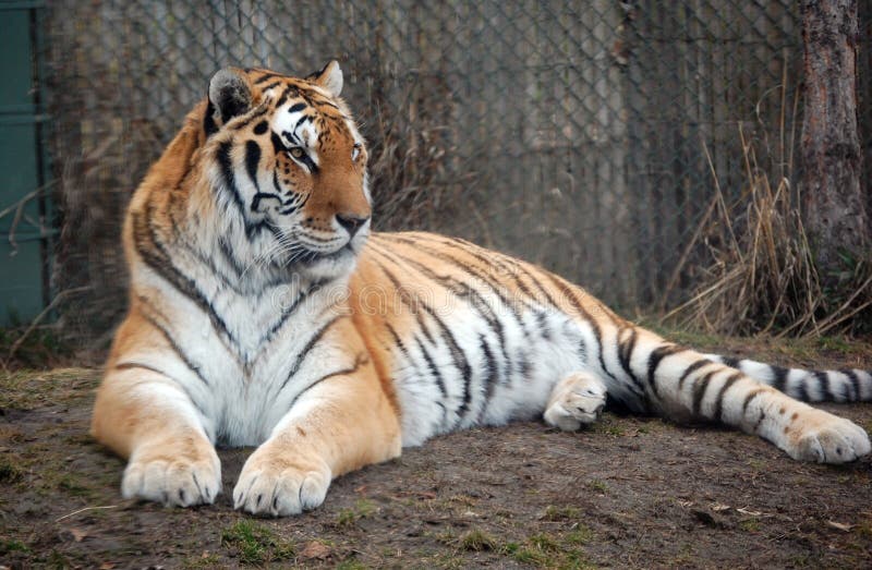 Tiger laying around