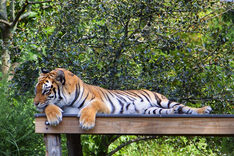 Bengal Tiger Sleeping in Forest Stock Image Image of nature, stream
